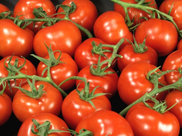 Tomaten uit Almeria